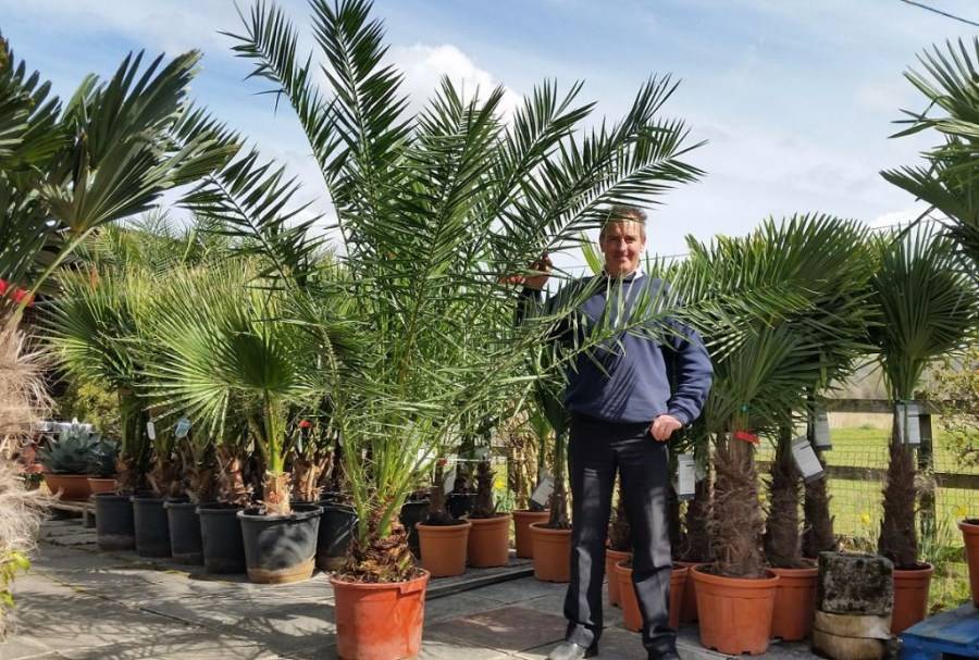 Финик из косточки в домашних условиях: выращивание и уход. как посадить и вырастить финиковую пальму