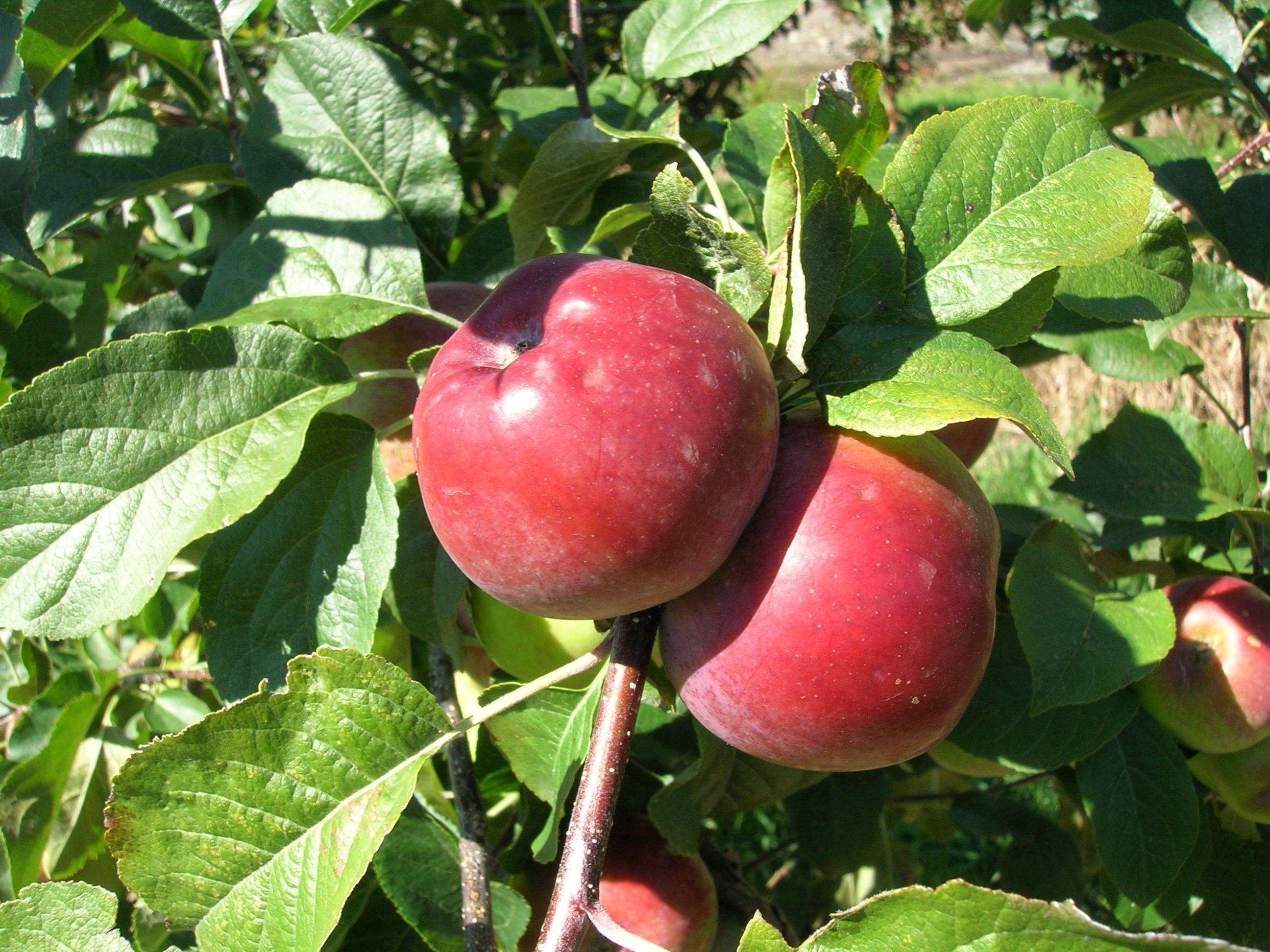 Описание и специфика выращивания яблони сорта Алеся