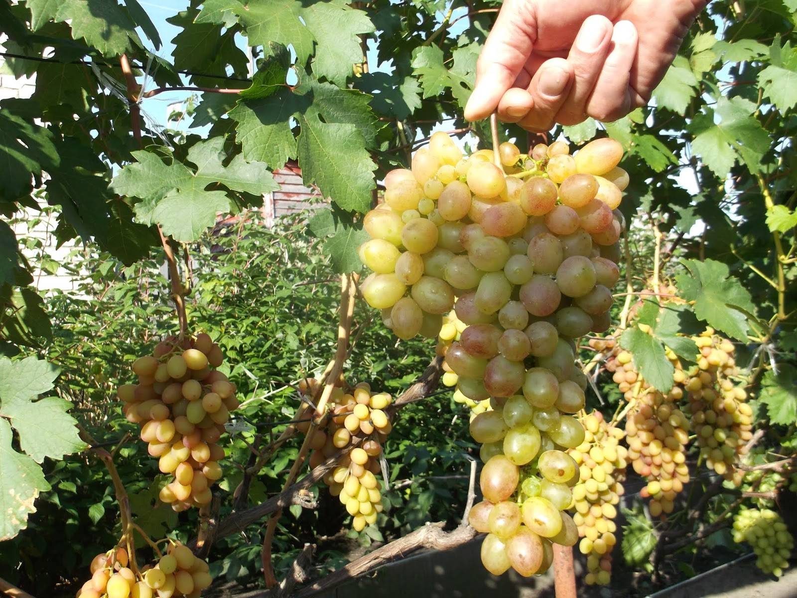 Виноград тасон: описание сорта с характеристикой и отзывами, особенности посадки и выращивания, фото