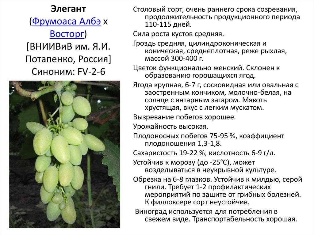 Украинский виноград валек