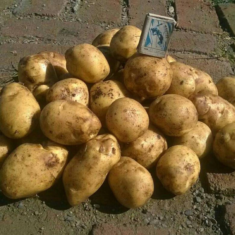 Сорт картофеля адретта: его характеристика и правила выращивания: характеристики, свойства, методы