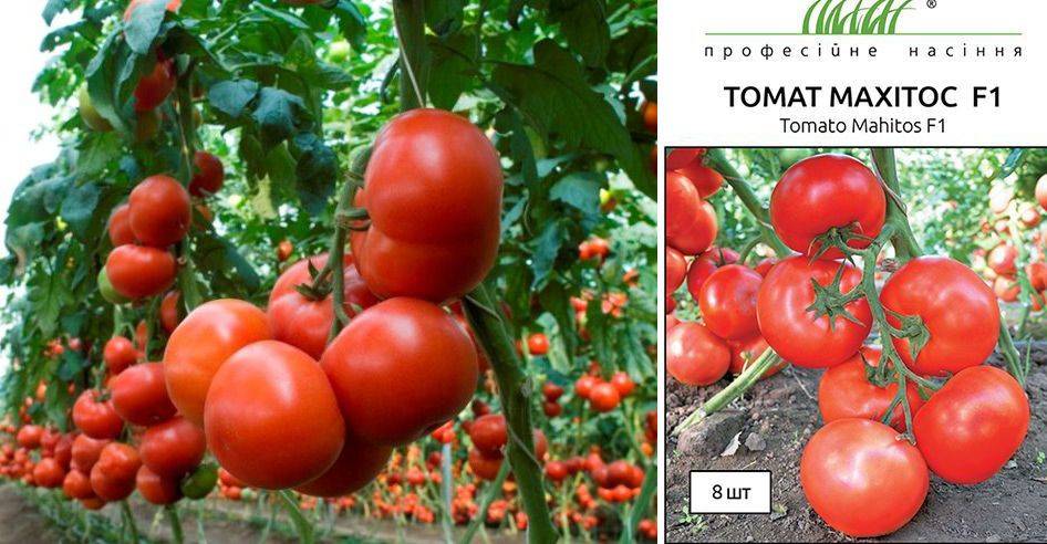 Томат махитос f1: описание гибридного сорта, правила выращивания, отзывы огородников