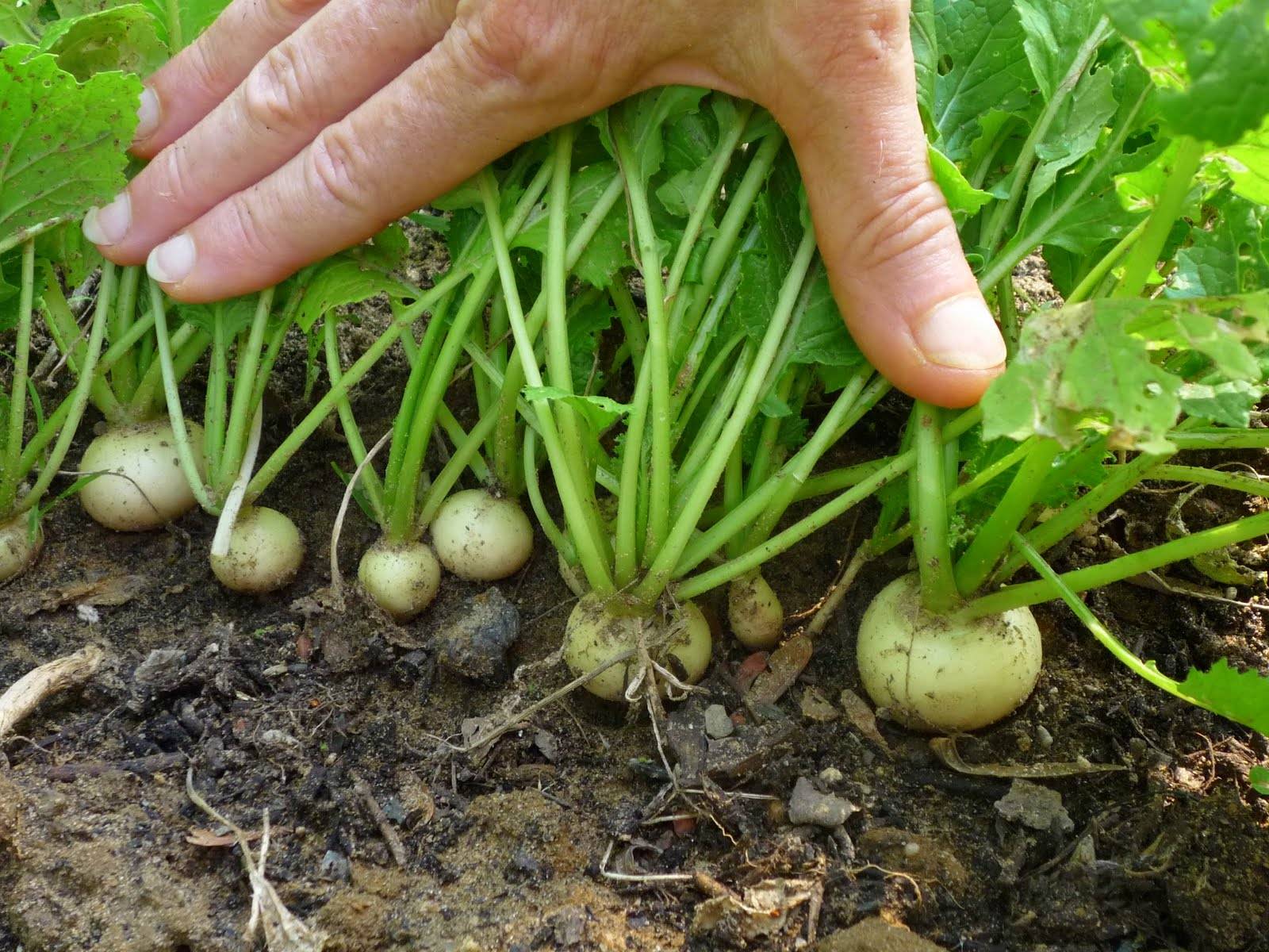 Дайкон выращивание и уход в открытом грунте: когда сажать дайкон