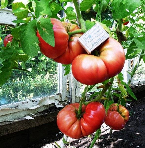 Описание томата розамарин фунтовый, характеристика и выращивание гибридного сорта