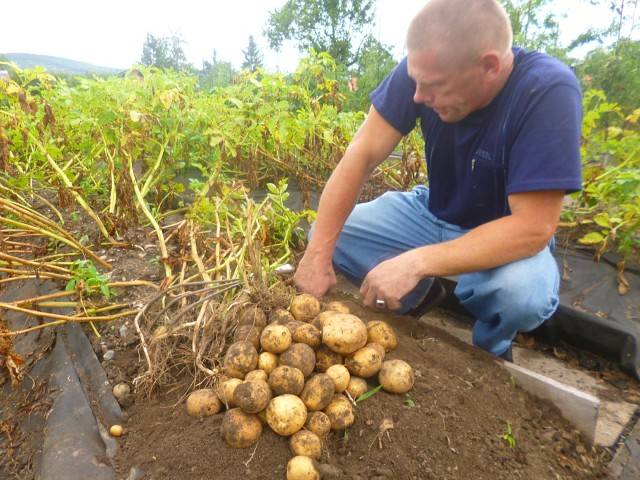 Правильное окучивание картофеля – сроки, инструменты и надо ли вообще