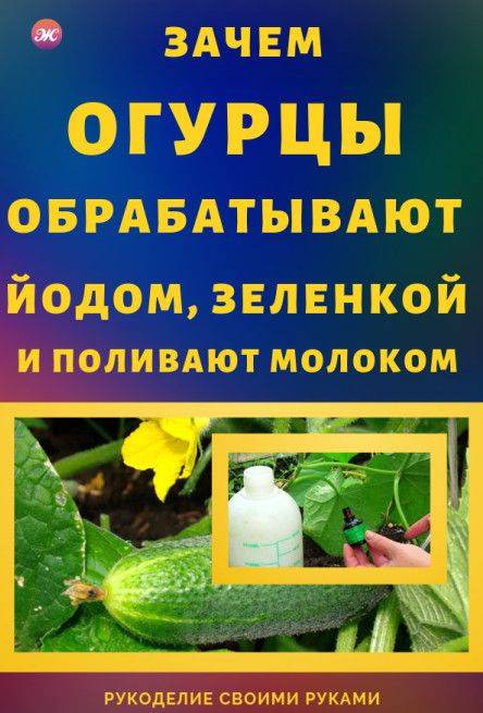 Правила обработки и подкормки огурцов зеленкой и йодом, борьба с болезнями