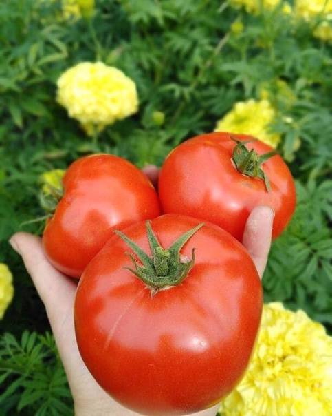 Лучшие сорта томатов для открытого грунта - фото, названия и описания (каталог)
