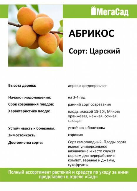 Описание и технология выращивания абрикоса сорта Царский