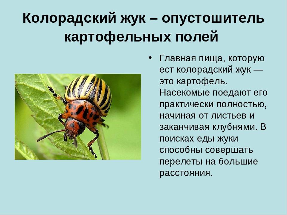 Колорадский жук: какой вред наносит насекомое из семейства жуков-листоедов