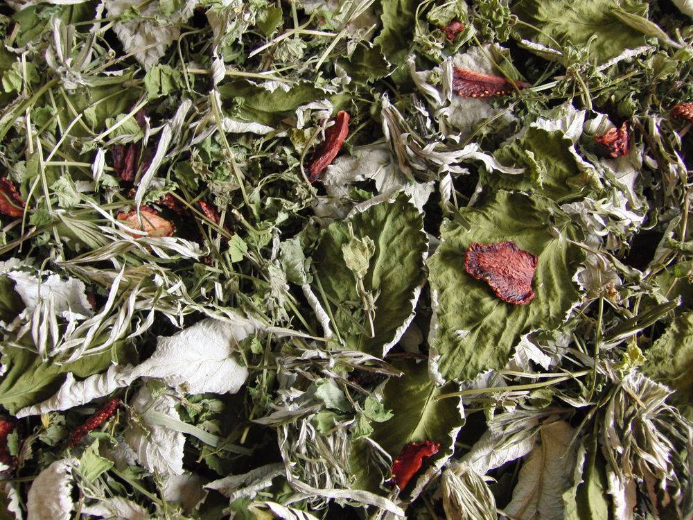 Как сушить листья малины и смородины для чая в домашних условиях ???? официальный сайт пурпурный чай