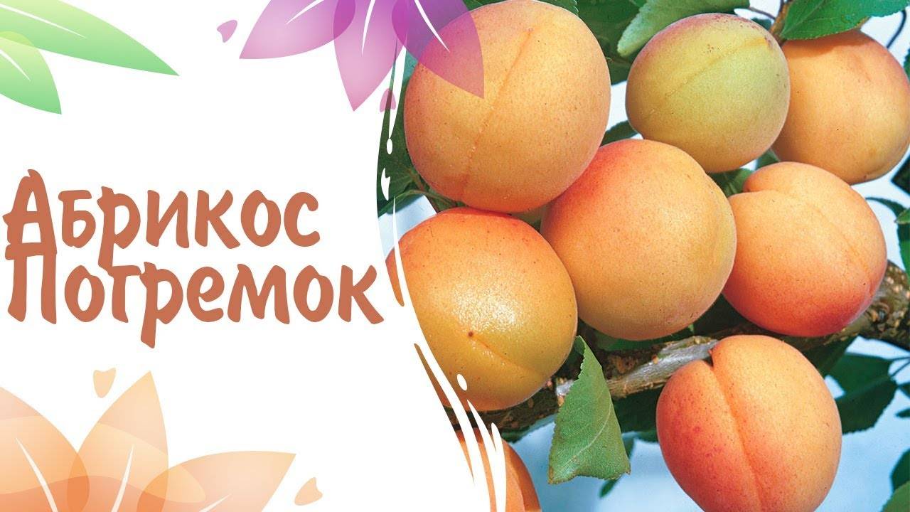 Универсальный сорт абрикоса погремок