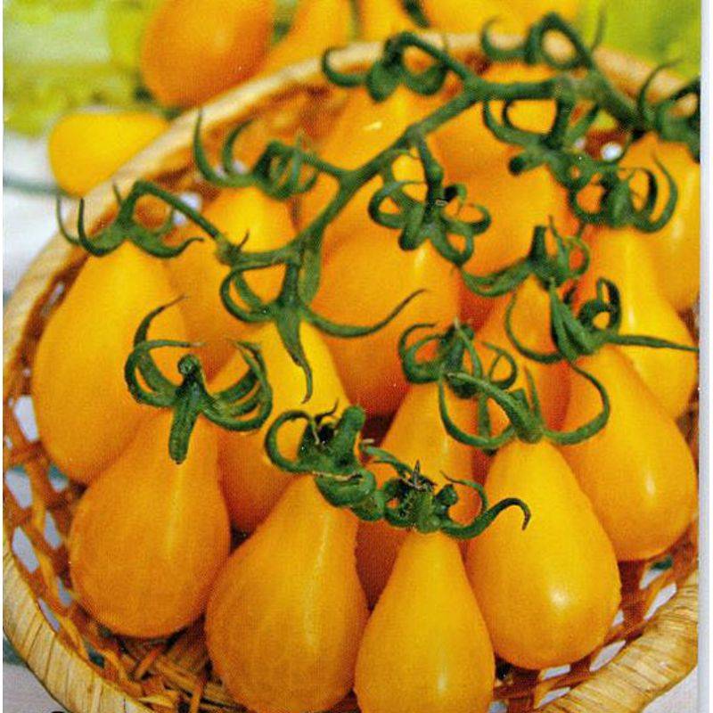Описание желтых томатов Золотая кисть и правила выращивания сорта