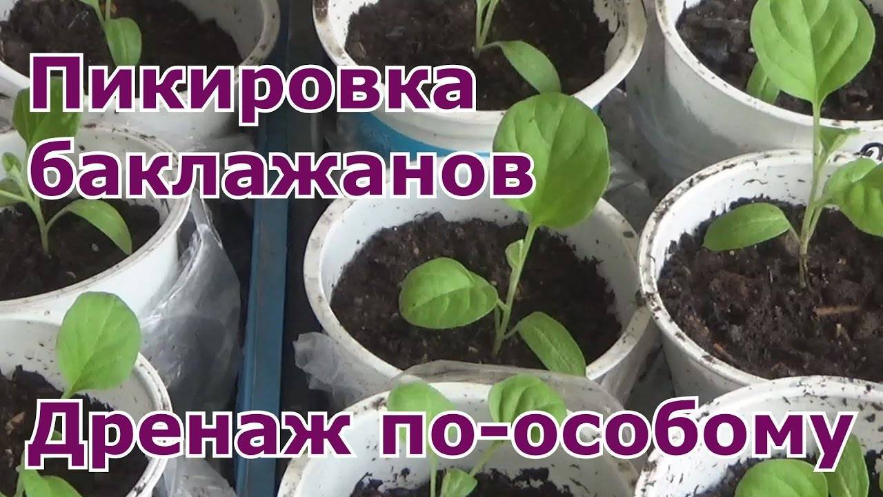 Баклажан: выращивание из семян на огороде