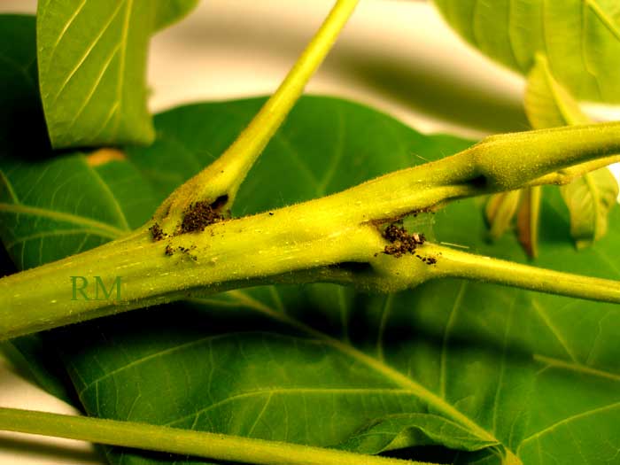 Как лечить дерево грецкого ореха от болезней и вредителей
