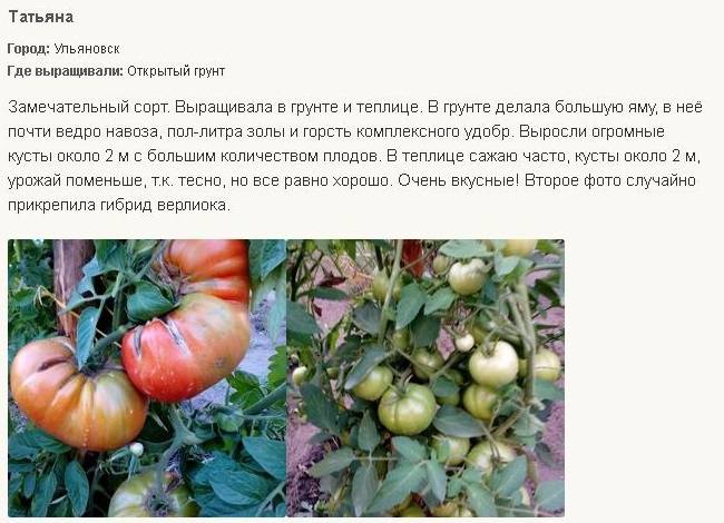 Томат анжела гигант: описание, урожайность сорта, отзывы, фото