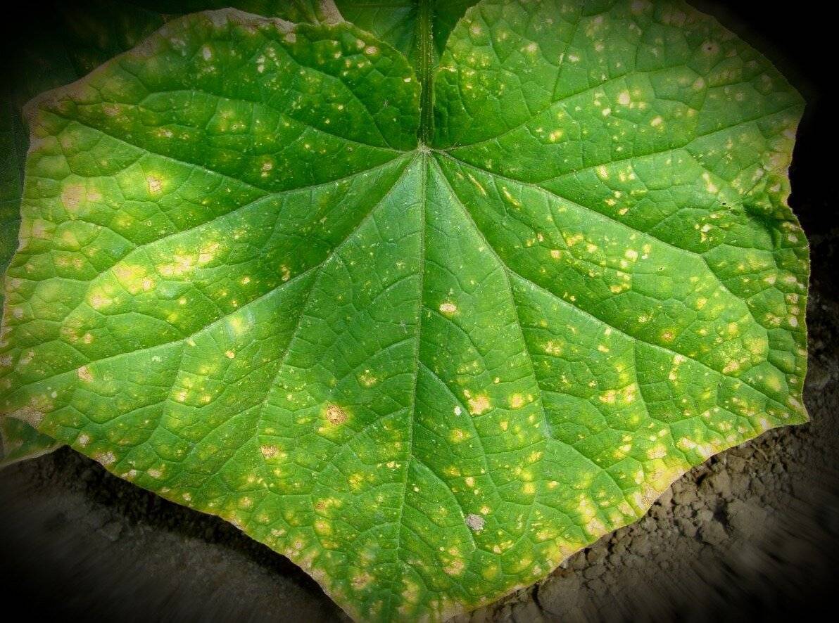 Желтые пятна на листьях огурцов: что делать, чем лечить и обработать