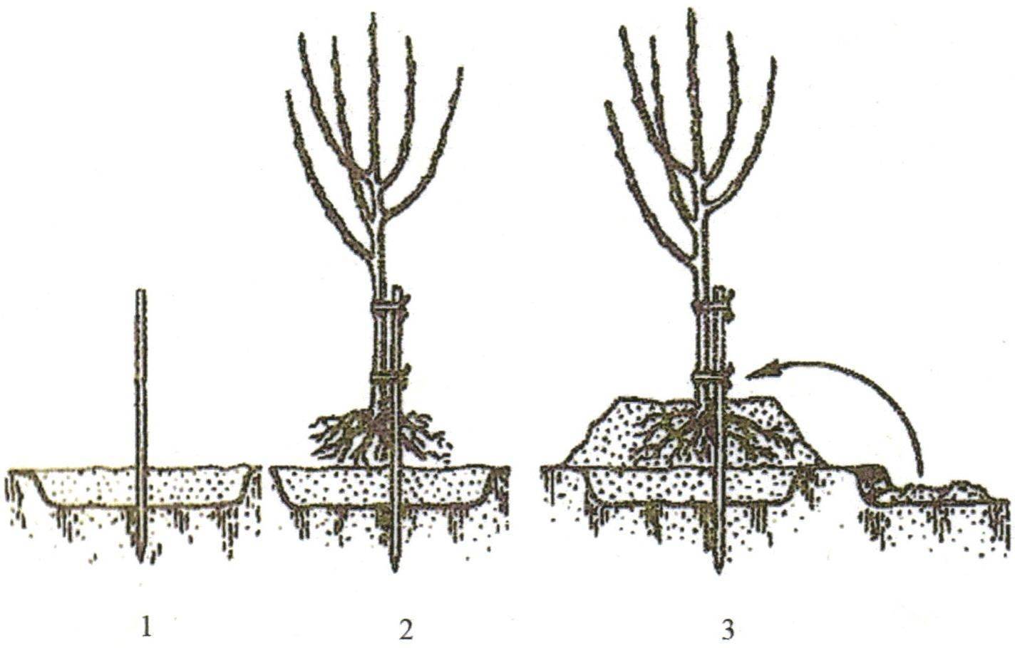 Абрикос дерево: популярные сорта, как посадить и ухаживать, болезни