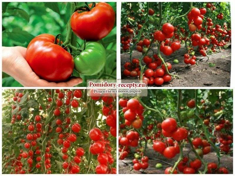Самые лучшие сорта низкорослых томатов для теплицы