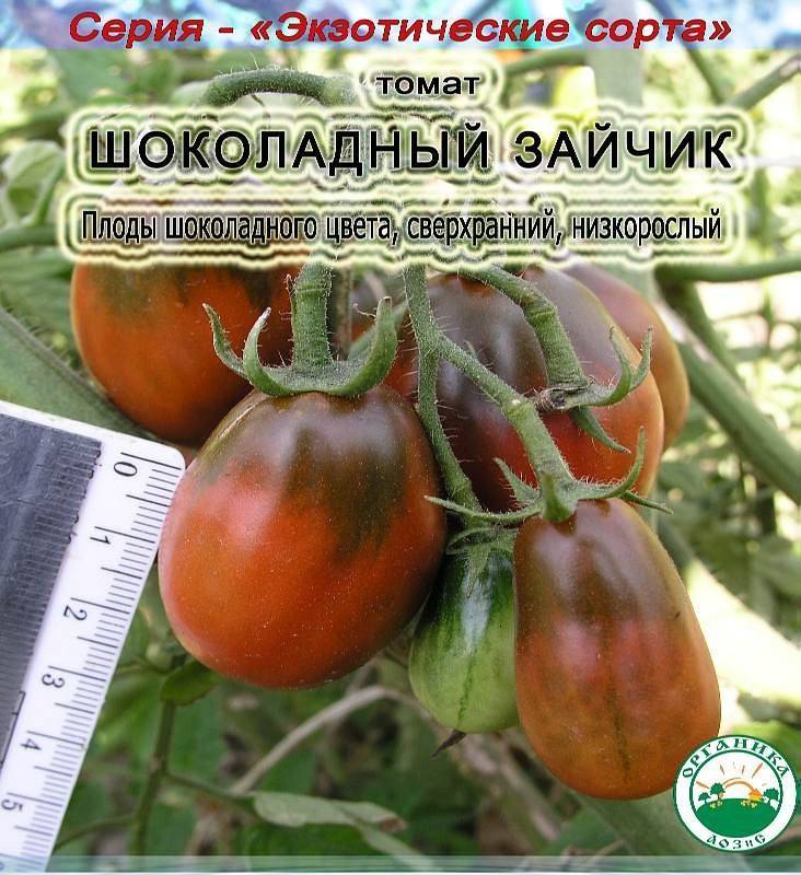 ᐉ томат шоколадный зайчик и черный шоколад: описание сорта и фото - orensad198.ru