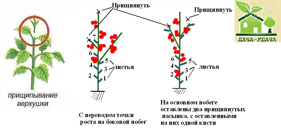 Как пасынковать арбузы в теплице и в открытом грунте: особенности, схемы прищипки - onwomen.ru