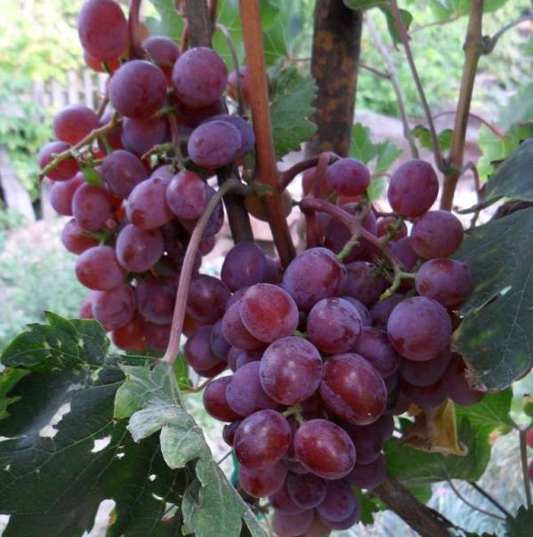 Сорт винограда виктория: характеристика и описание, преимущества и недостатки, вредители и заболевания