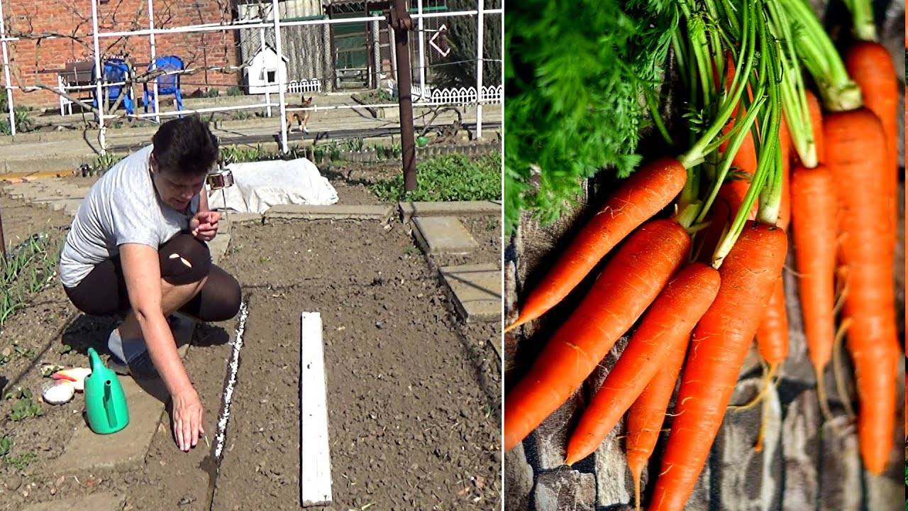 Как вырастить хорошую морковь: уход от посева до урожая