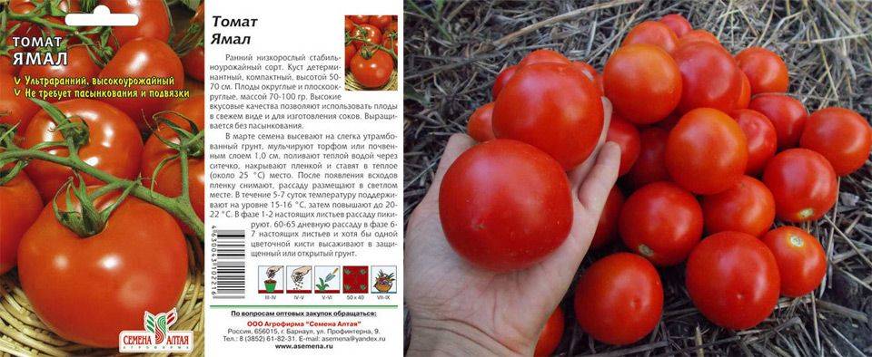 Лучшие штамбовые сорта томатов для открытого грунта: характеристики и описание, преимущества и недостатки