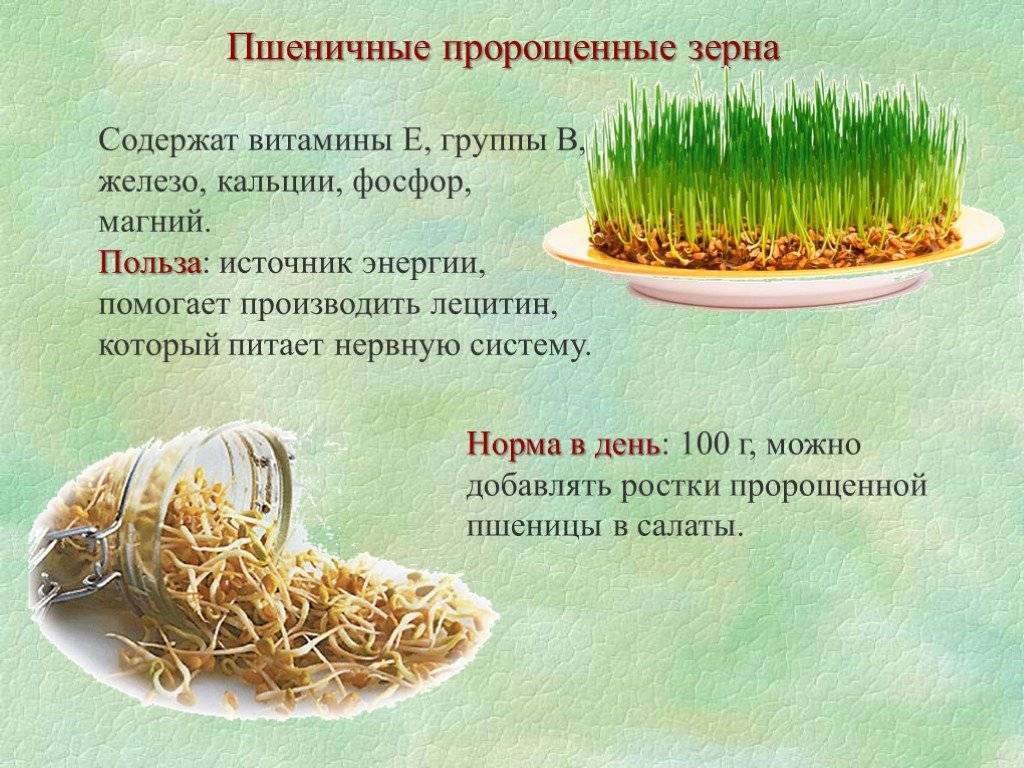 Пророщенная фасоль: польза и вред, способы выращивания, рецепты блюд