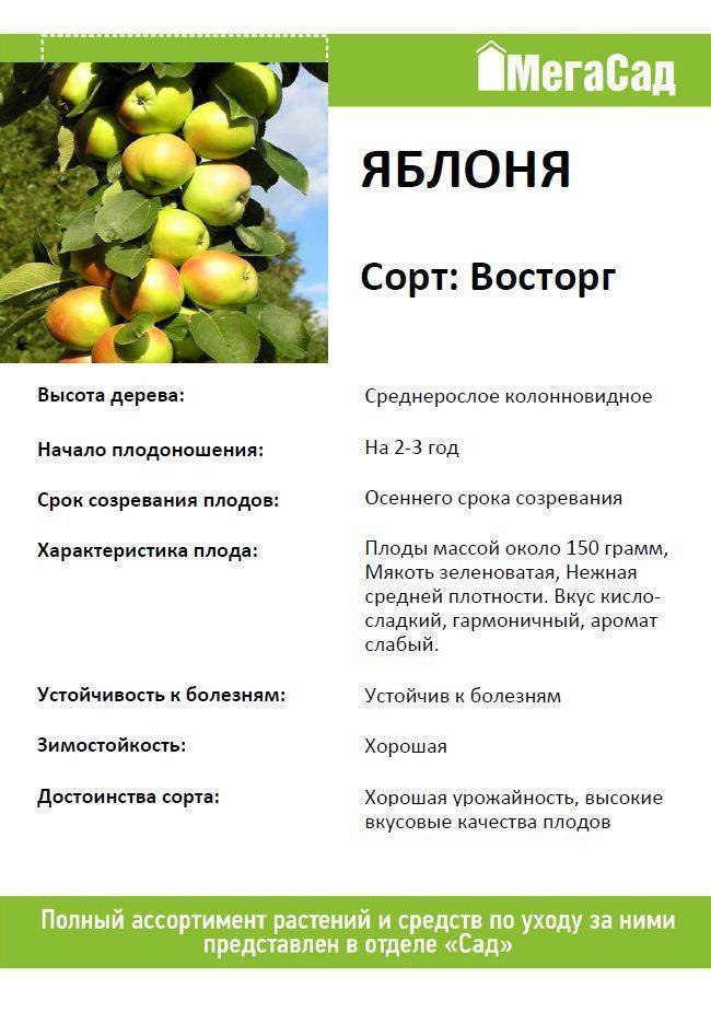 Яблоня останкино колоновидная: отзывы, фото, описание и характеристика сорта, урожайность, посадка и уход,опылители