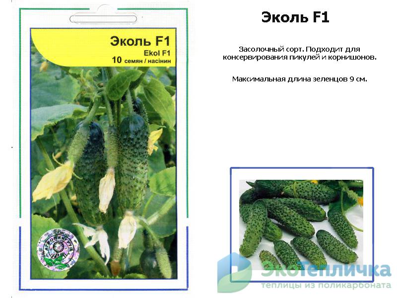 Огурец эколь f1: описание сорта и особенности выращивания