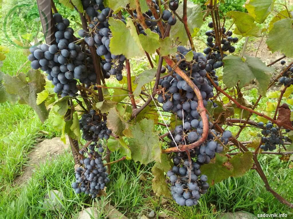 Описание винограда сорта Агат Донской, правила посадки и ухода