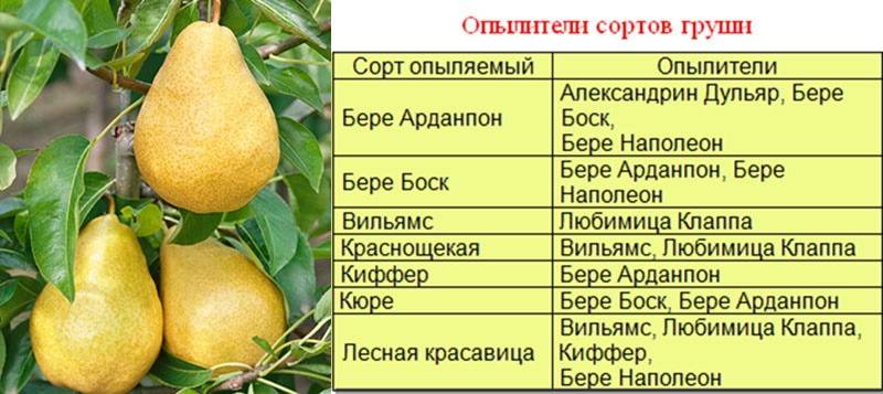 Сорт груши москвичка: фото, отзывы, описание, характеристики.