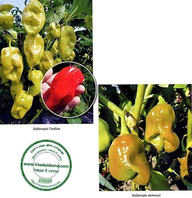 Перец хабанеро: особенности выращивания в домашних условиях, оранжевый и красный