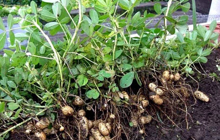 Где и как растет арахис (земляной орех): выращивание дома и в саду