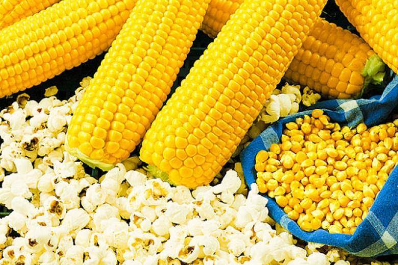 Названия сортов кукурузы для попкорна, их выращивание и хранение - всё про сады