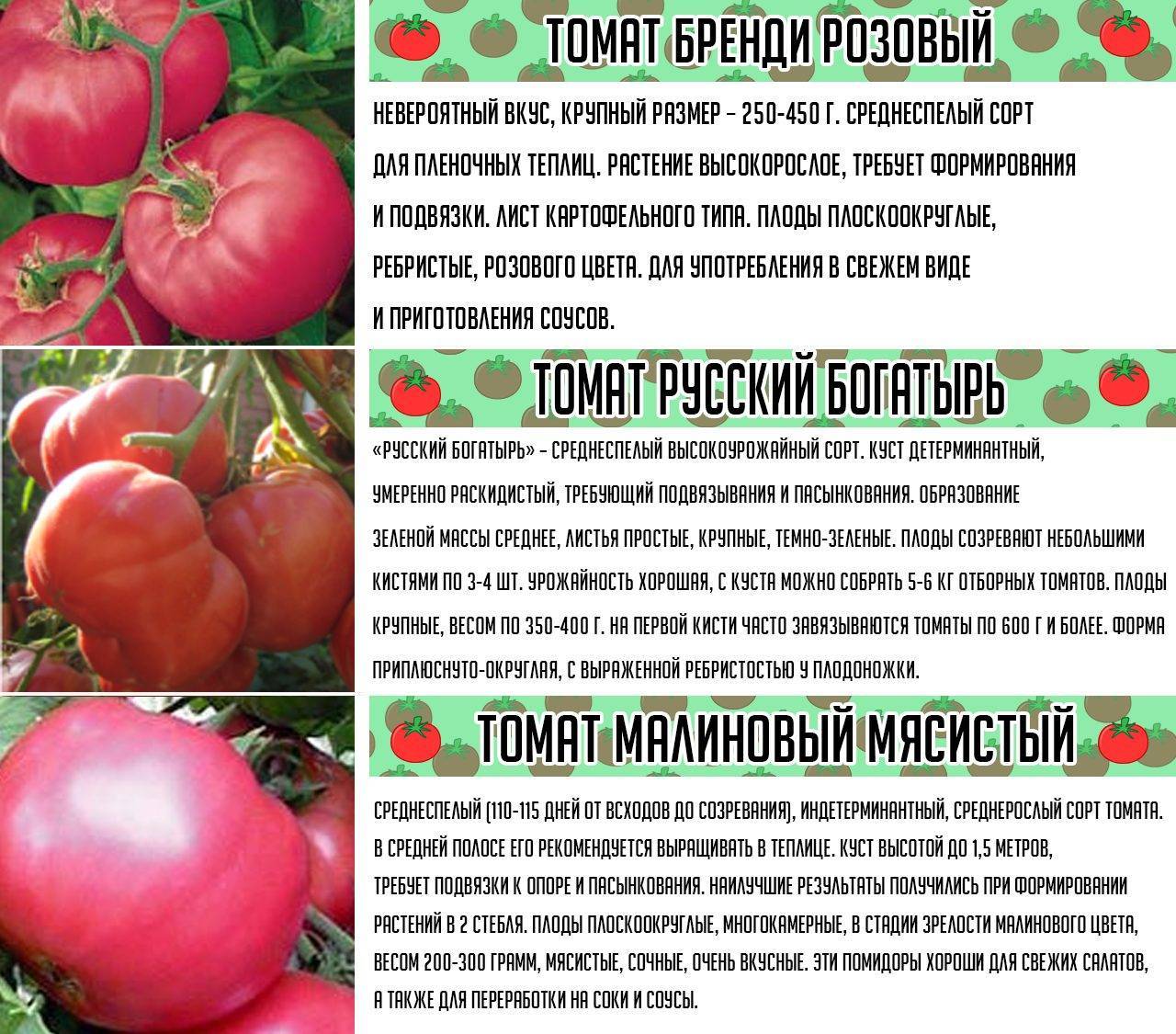 Описание гибридного томата линда f1, уход за растением и отзывы садоводов