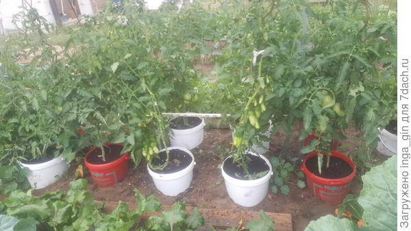 Технология выращивания томатов в ведрах: обильный и вкусный урожай необычным способом