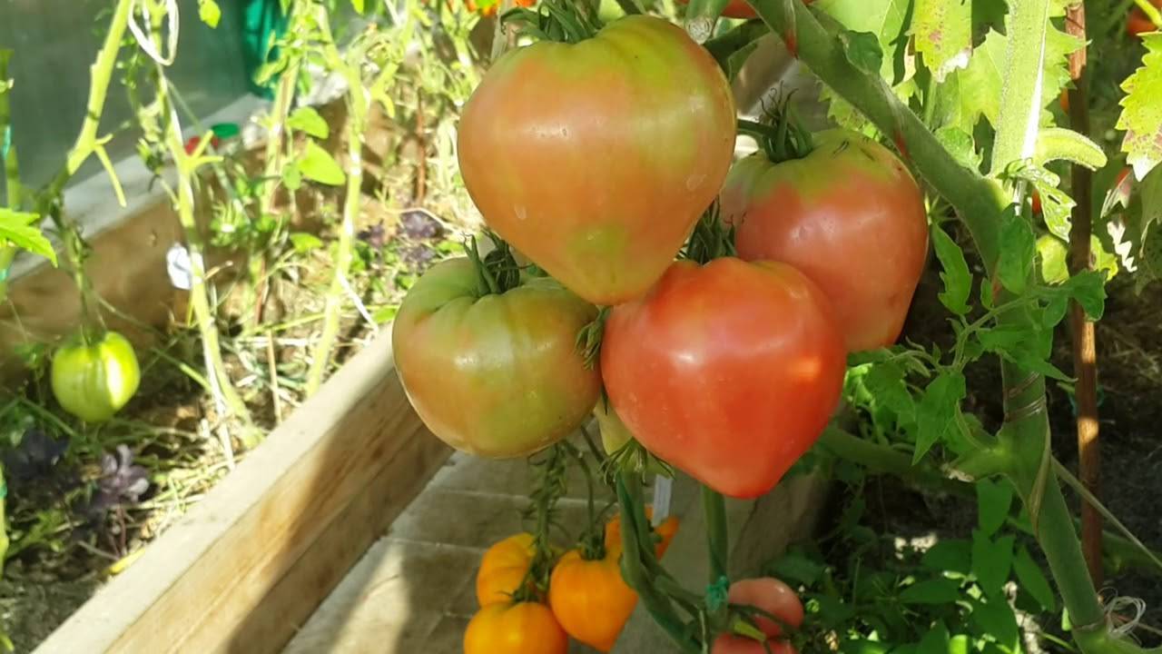 Выращивание томата Косово и профилактика болезней помидоров