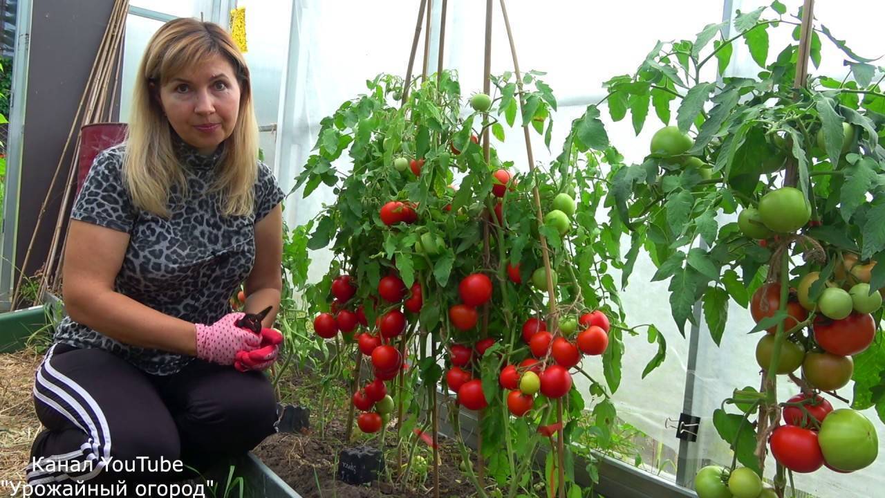 Когда сеять томаты по технологии урожайного огорода Татьяна и как выращивать
