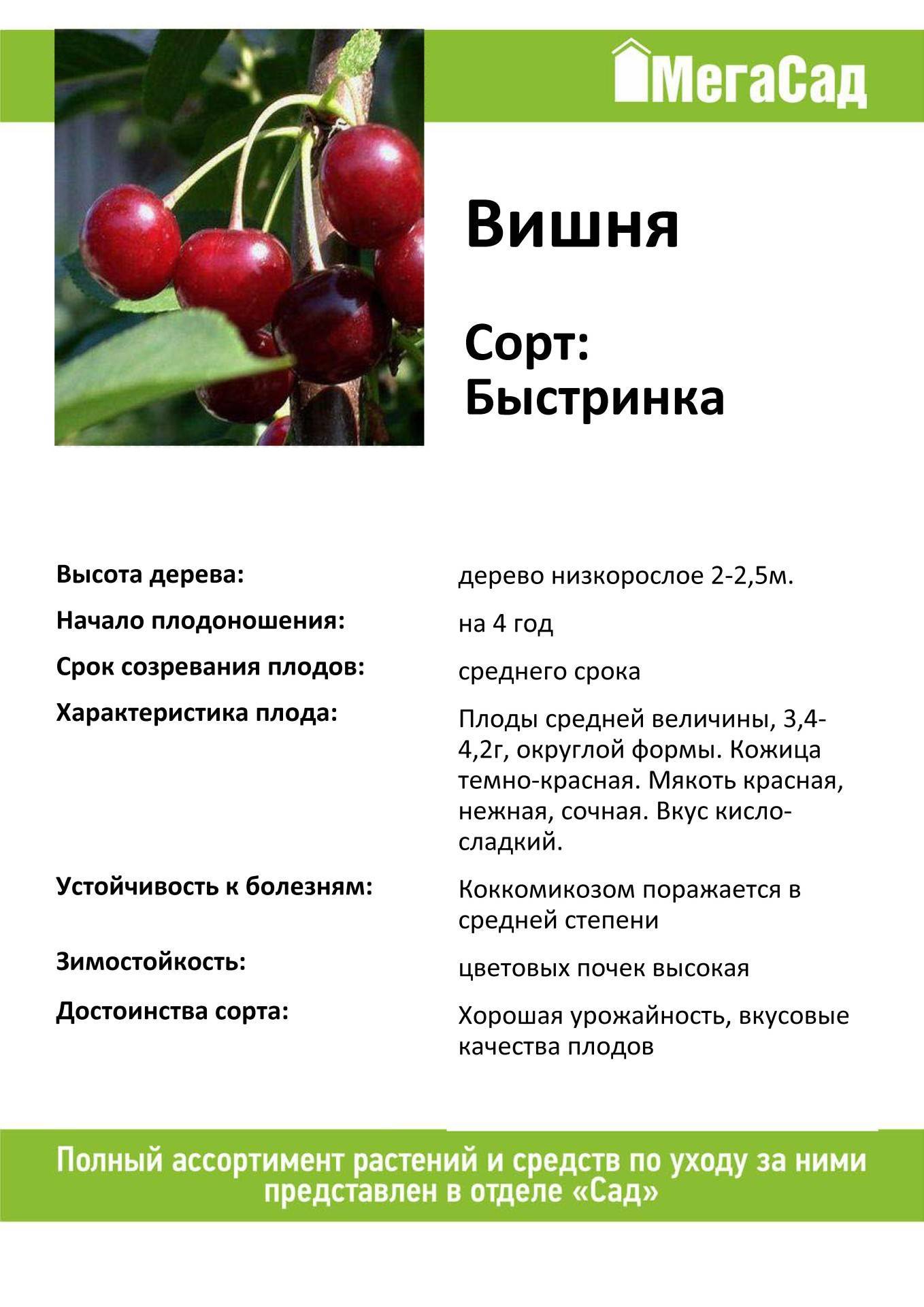 Черешня для ленинградской области: самоплодные сорта, для северо-западного региона, описание, отзывы