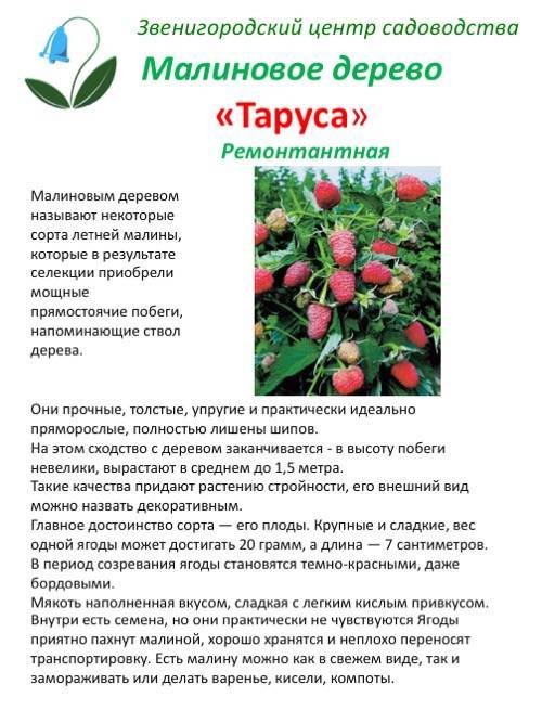 Малина таруса: описание и отзывы садоводов с фото, способы посадки штамбового сорта, а также как размножить малиновое дерево и уход за древовидным кустом