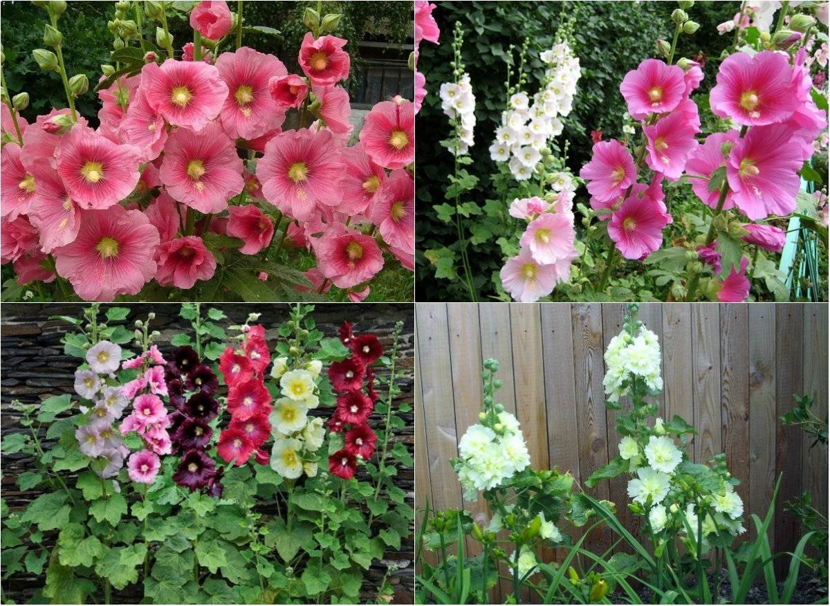 Шток-роза: выращивание из семян, когда сажать, особенности полива, советы опытных садоводов