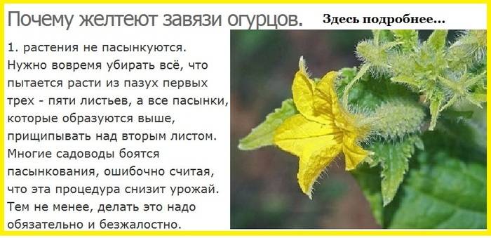 Почему желтеют листья у огурцов: в теплице и открытом грунте. что делать если желтеют листья огурцов?