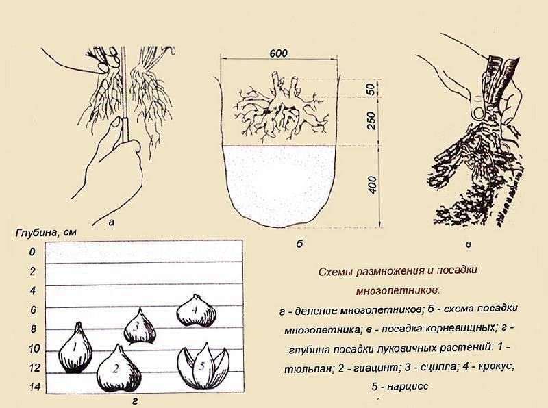 Цветок нарцисс: выращивание в открытом грунте, правила ухода и посадки в открытый грунт, методы размножения