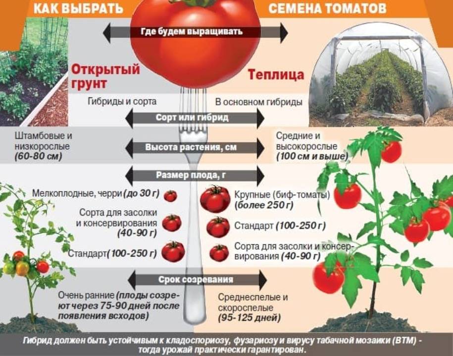 Зеленые томаты: что скрывается за необычным внешним видом