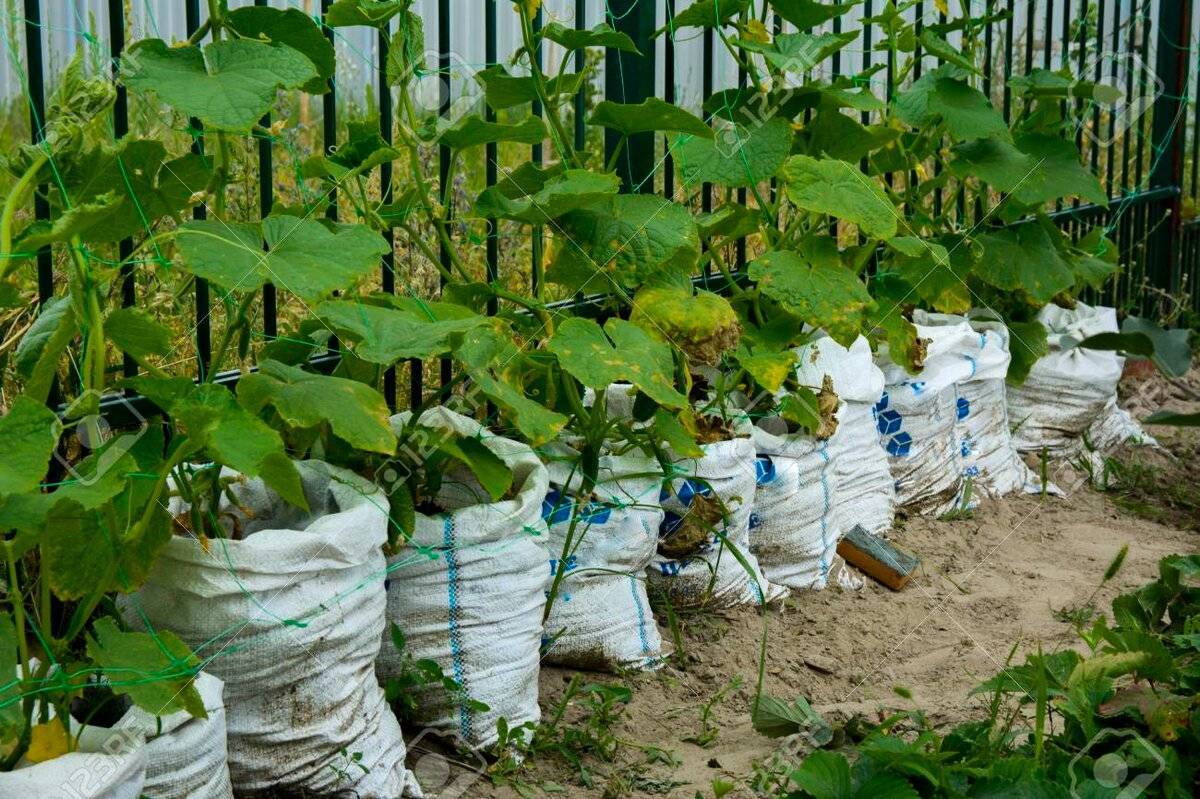 Огурцы в мешках: выращивание пошагово и уход за культурой, как посадить с видео