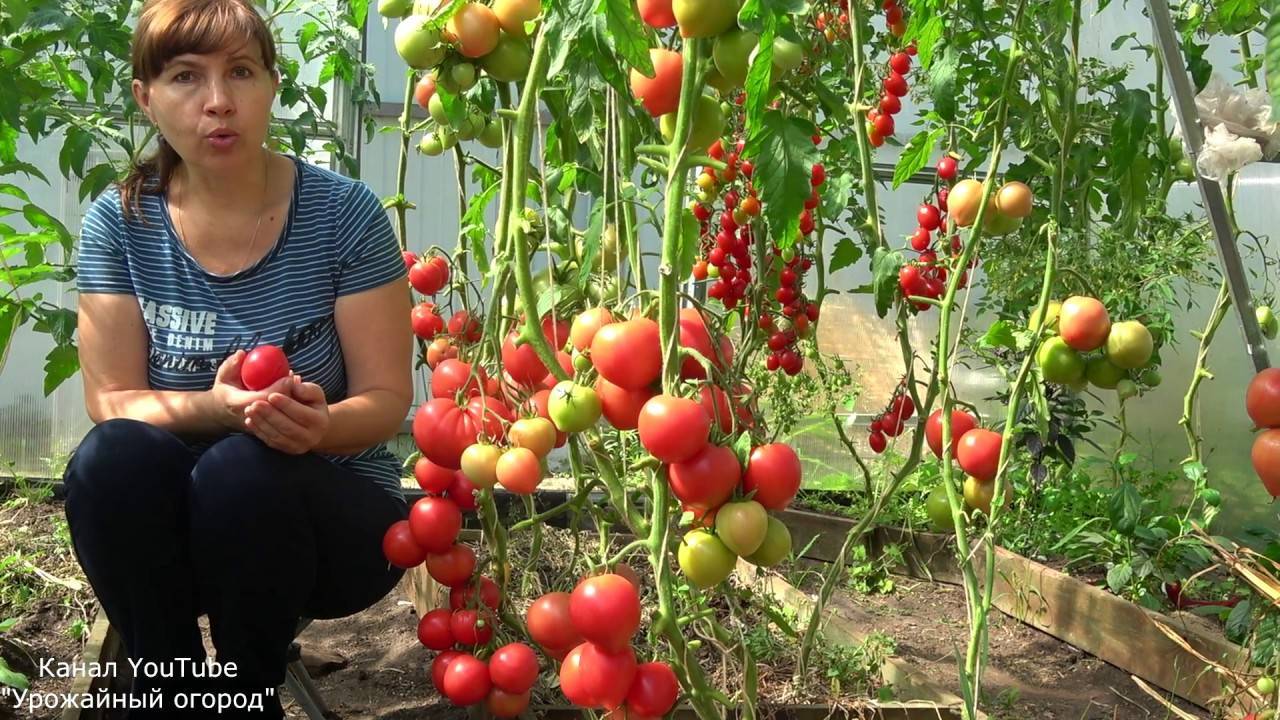 Как вырастить помидоры: посадка и уход в открытом грунте | крым на перекоп.инфо