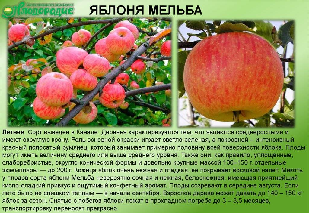 Описание и характеристики яблони сорта горнист, посадка, выращивание и уход