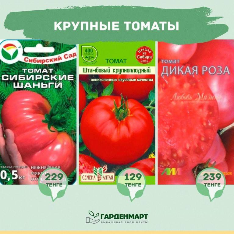 Помидор сибирские шаньги - описание сорта с фото, характеристика, урожайность отзывы, кто сажал видео