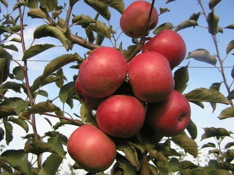 Яблоня «айдаред» - фото и описание сорта